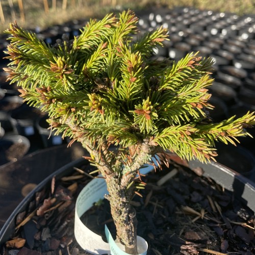 Picea abies 'Hors' - Harilik kuusk 'Hors'